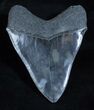 Beautiful Inch Megalodon Tooth #3921-2